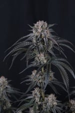 Mango Frost Auto