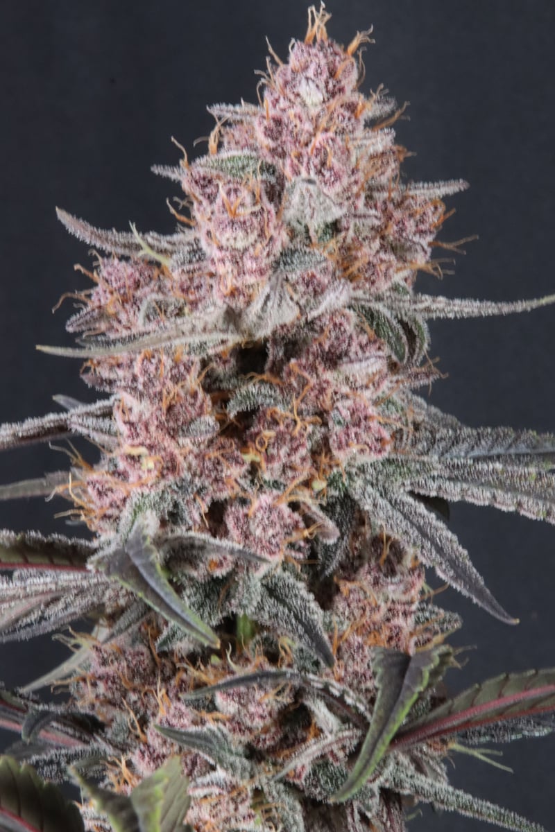 Photo of Mango Cherry Runtz Auto