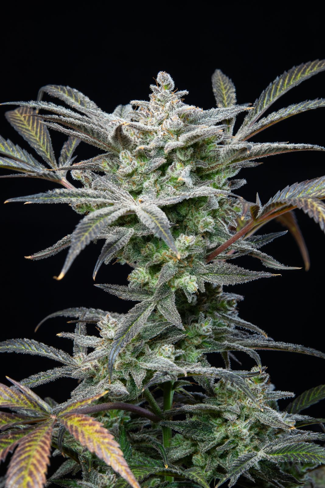 Buy Strawberry Gorilla Auto Cannabis Seeds | Fast Buds