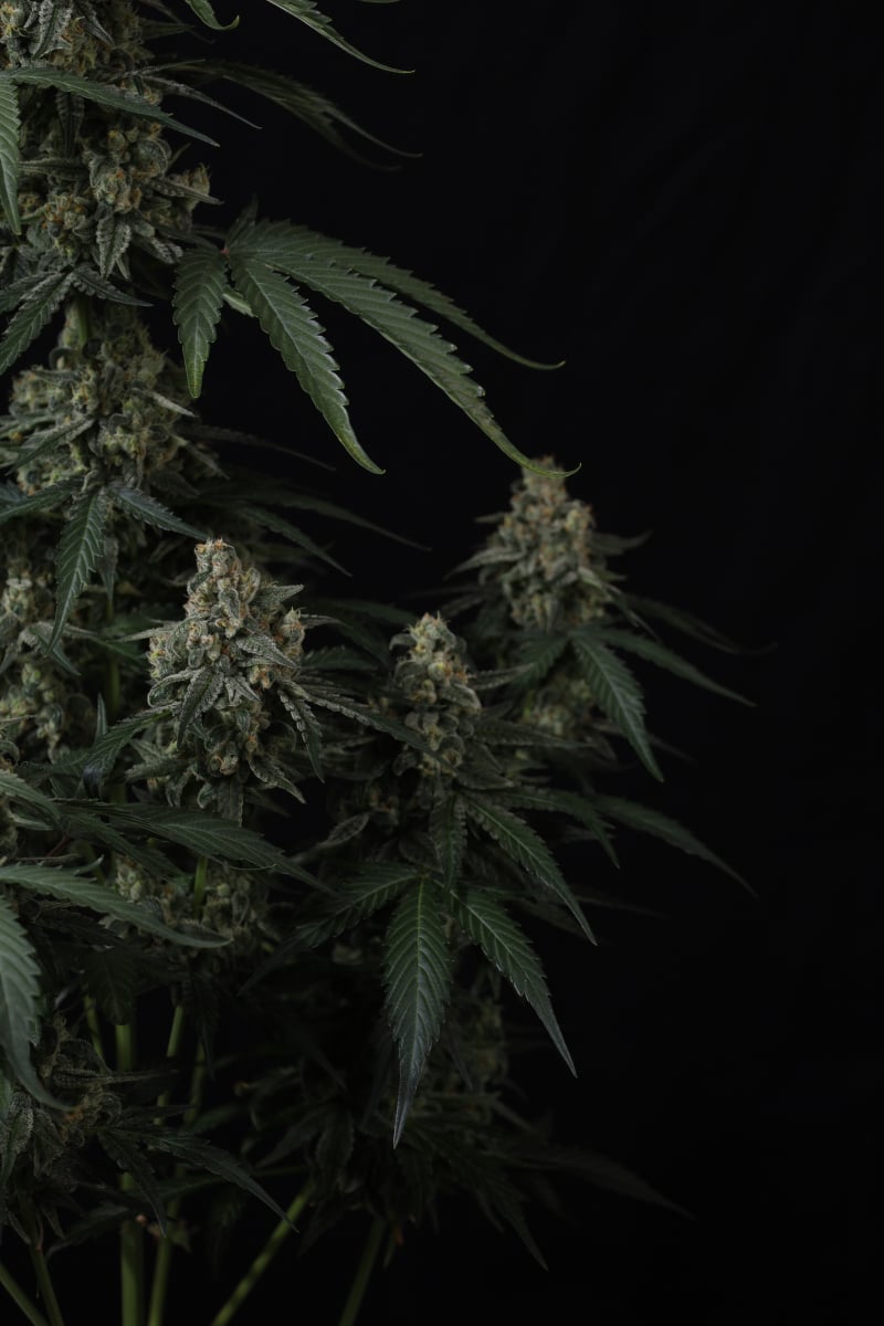 Photo of Banana Cherry Cookies Auto
