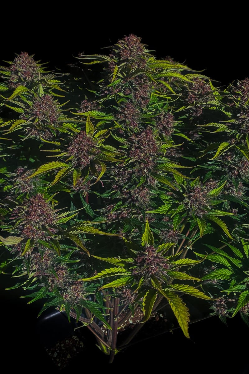 Photo of Purple Haze Auto