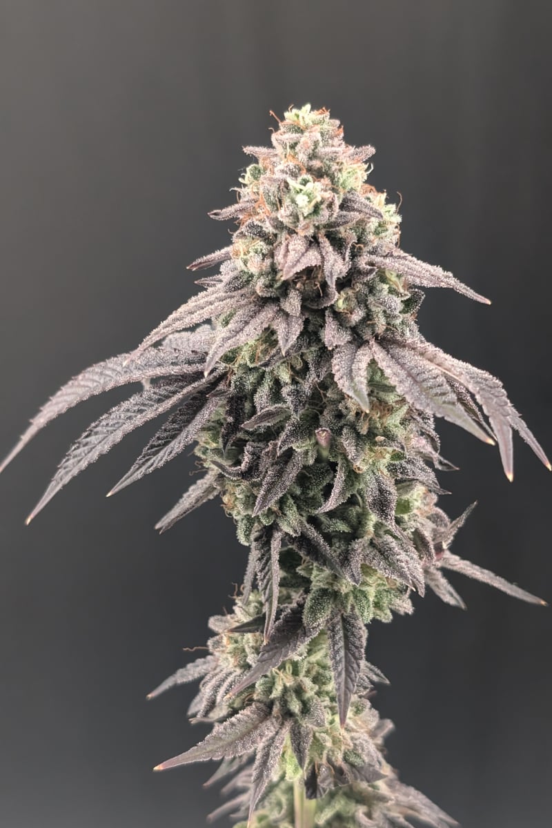 Photo of Garlic Mint Sherbet