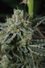 Banana Guava Auto