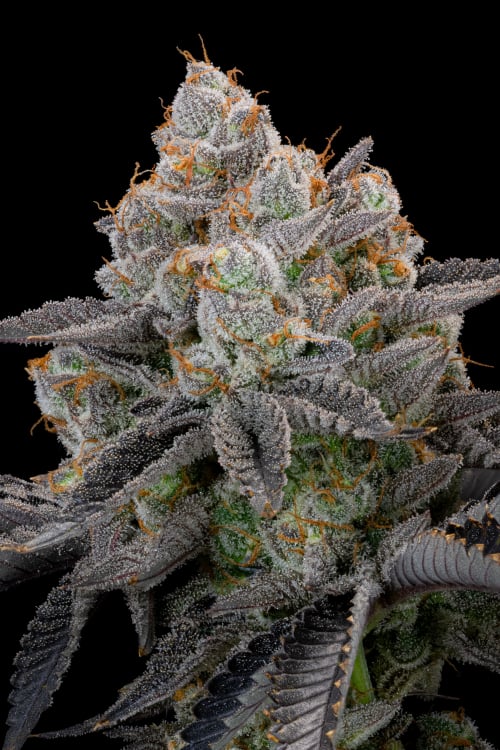 Buy Gorilla Cookies FF Cannabis Seeds | Fast Buds