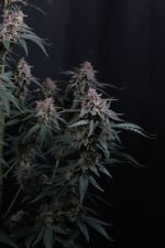 Mendo Cherry Cookies Auto