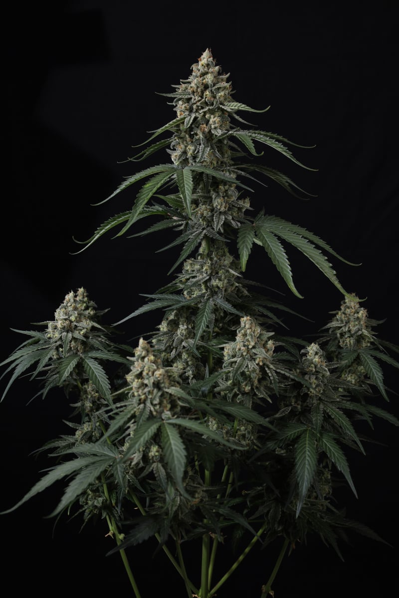 Photo of Banana Cherry Cookies Auto