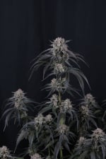 Mango Frost Auto