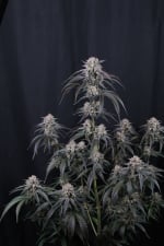 Mango Frost Auto