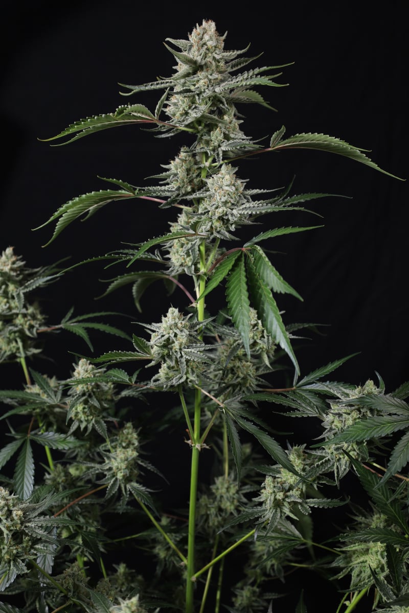 Photo of Banana Guava Auto