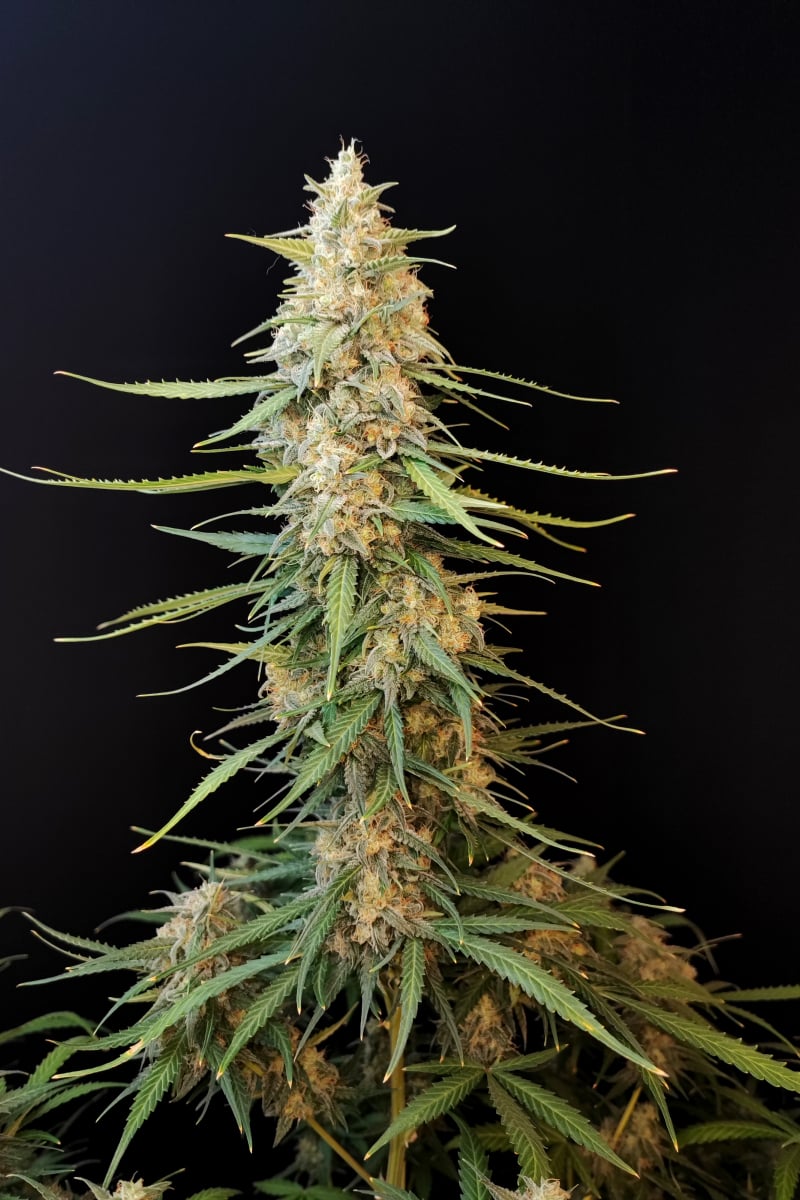 Photo of Sour Diesel Auto