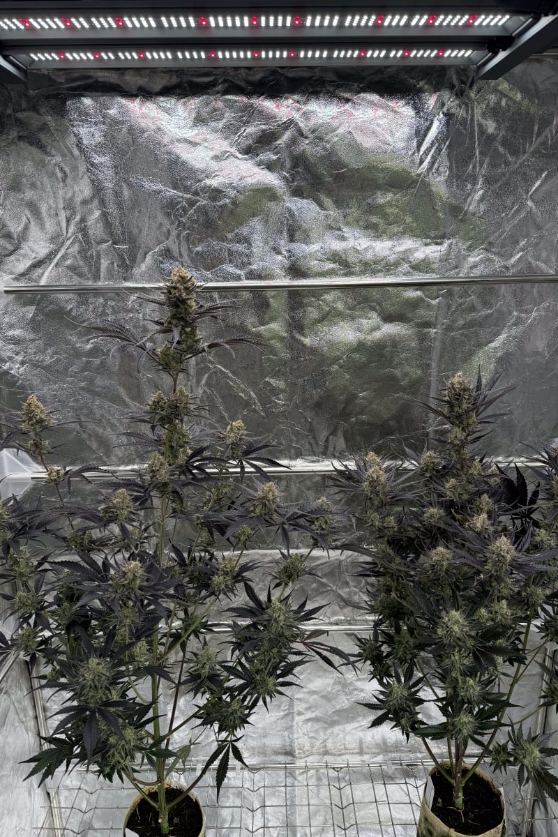 Photo of Guava Auto RF3