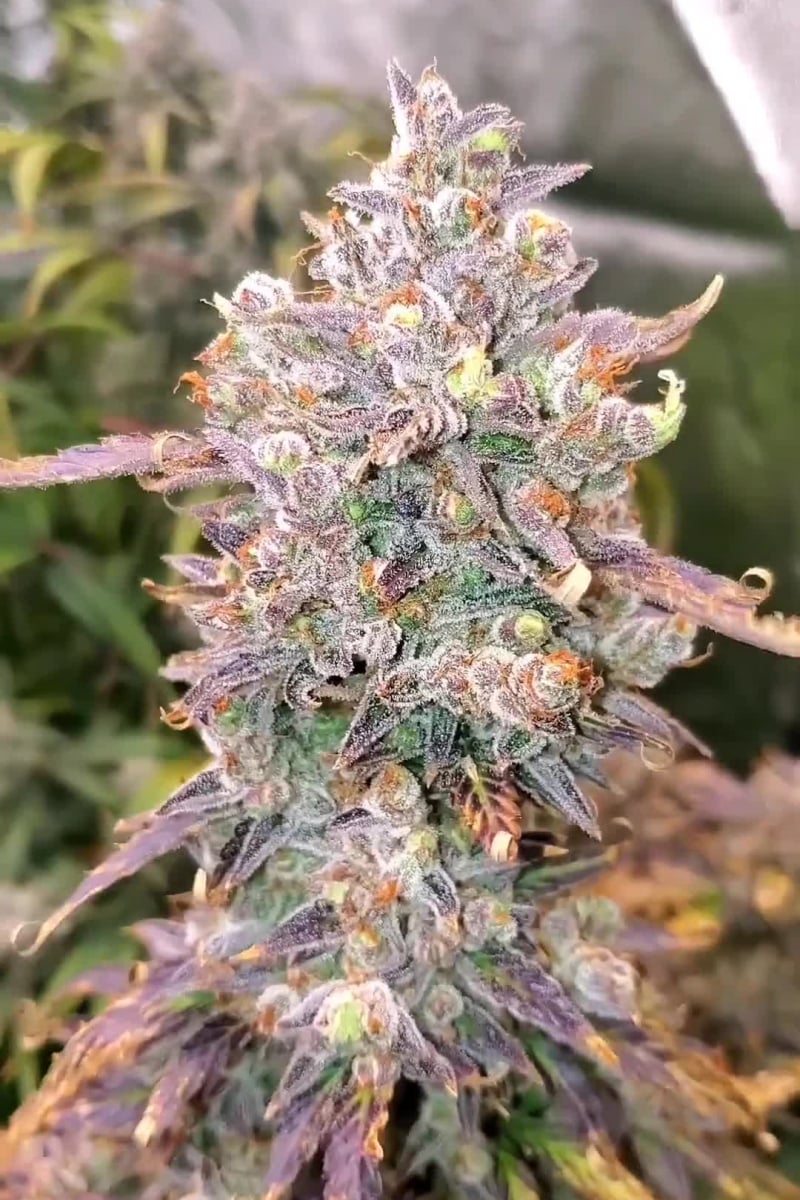 Orange Sherbet Auto video