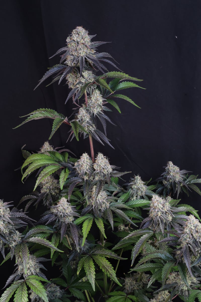 Photo of Sundae Frost Auto