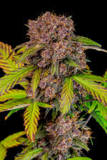 Lemon Cherry Cookies Auto