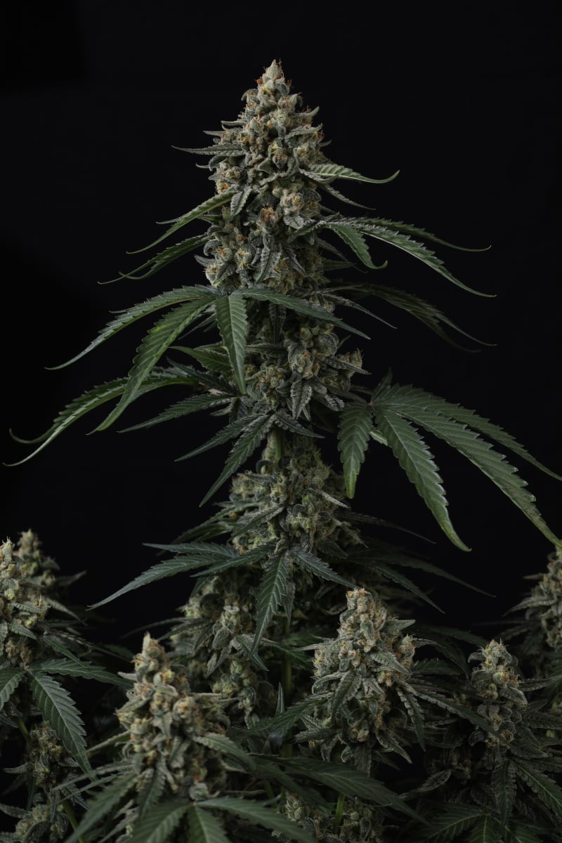Photo of Banana Cherry Cookies Auto