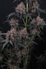 Mango Cherry Runtz Auto