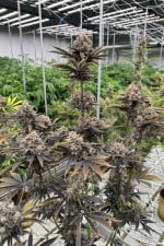 Banana Purple Punch Auto RF3