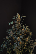 Northern Lights Auto