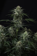 Banana Frost Auto