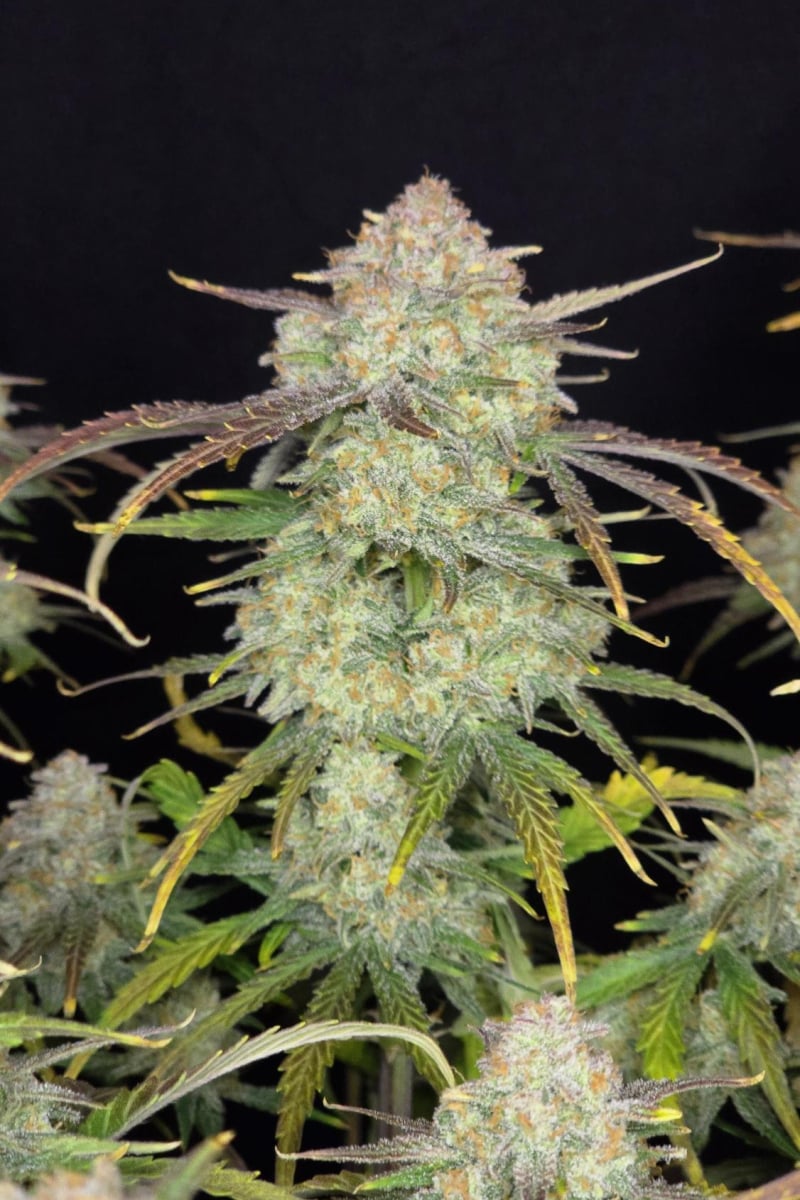 Photo of Frostbanger Auto