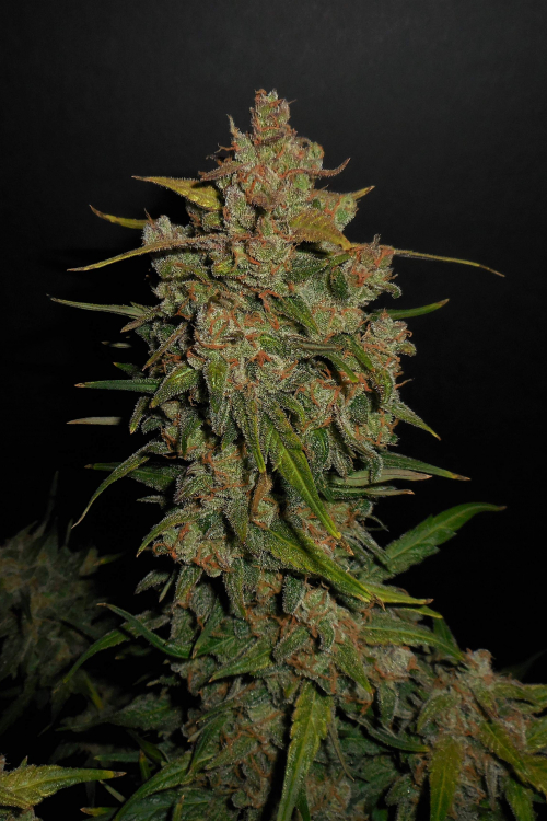 Buy Lemon AK Auto Cannabis Seeds | Fast Buds