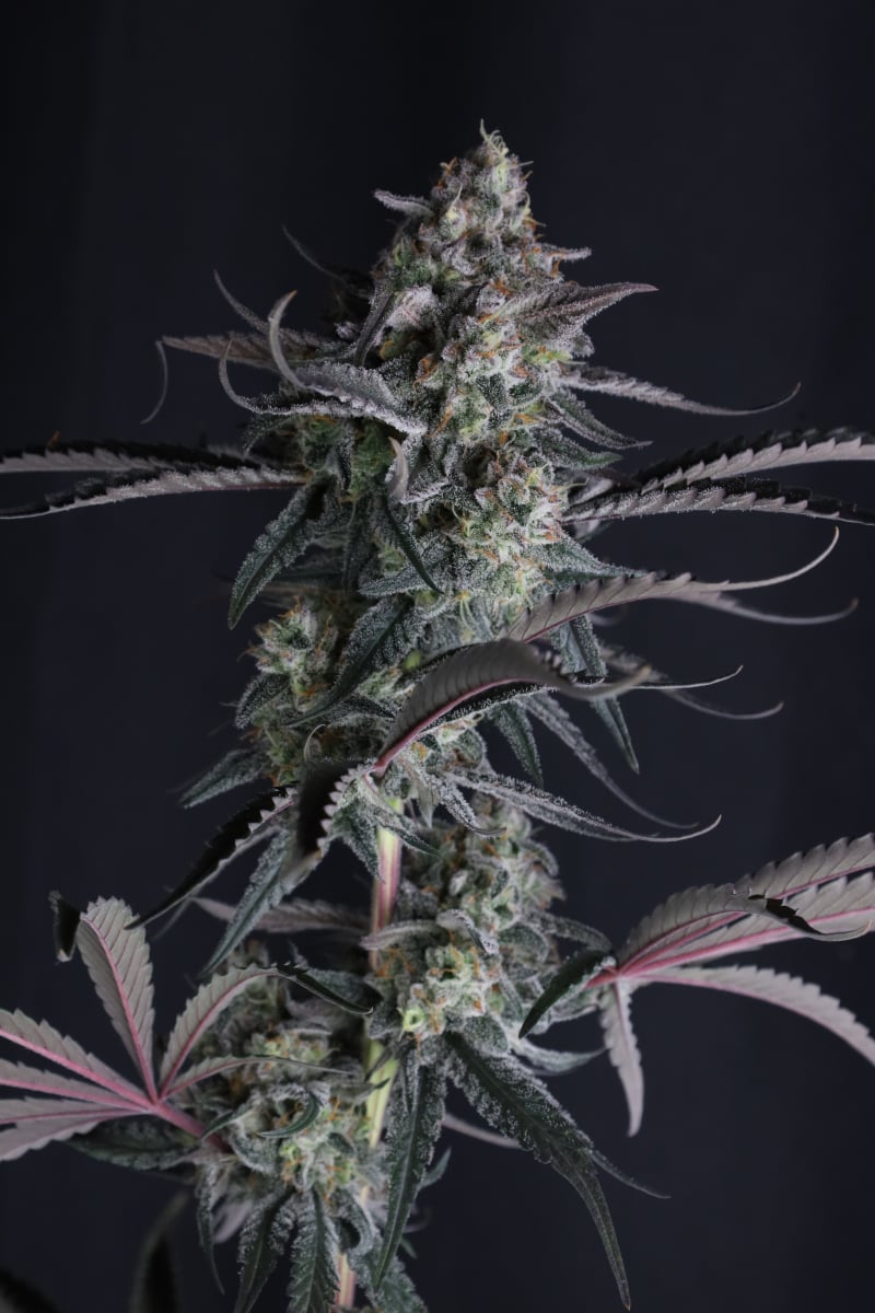 Photo of Pineapple OG Auto