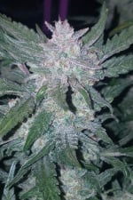 Mexican Airlines Auto