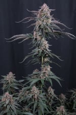 Mendo Cherry Cookies Auto