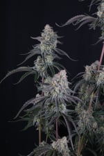 Pineapple OG Auto