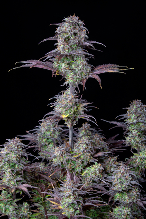 Blueberry Auto Cannabis Seeds – Buy Blueberry Weed Strain | Fast Buds