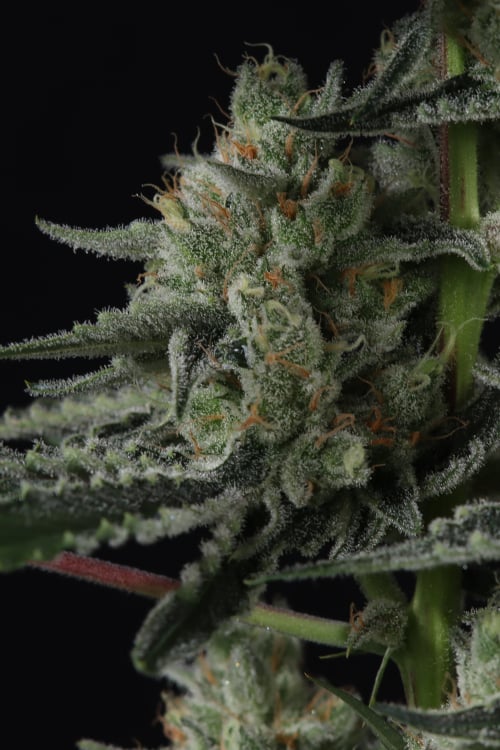 Banana Guava Auto