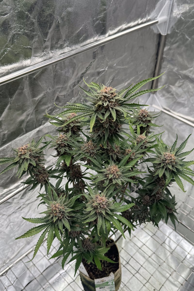 Photo of Cherry Cola Auto RF3