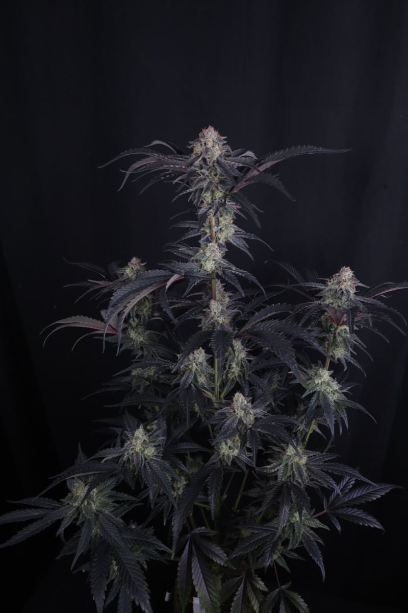Photo of Mendo Frost Auto