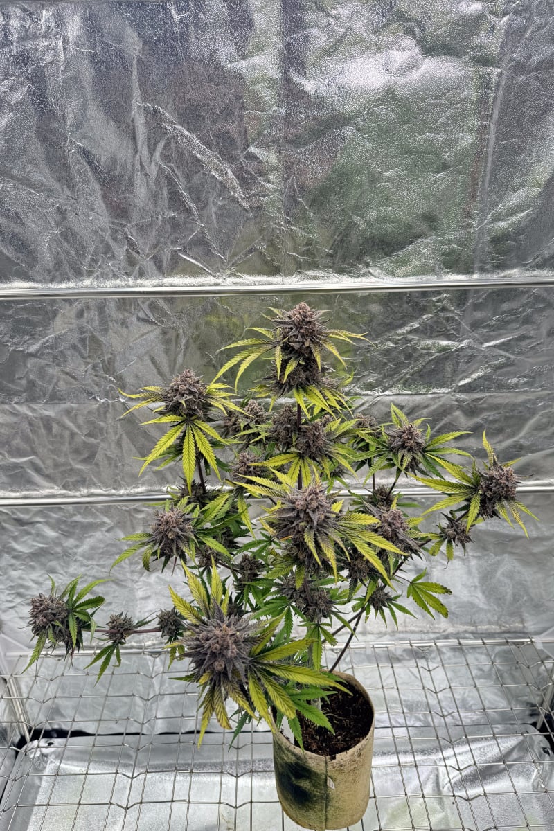 Photo of Cherry Cola Auto RF3