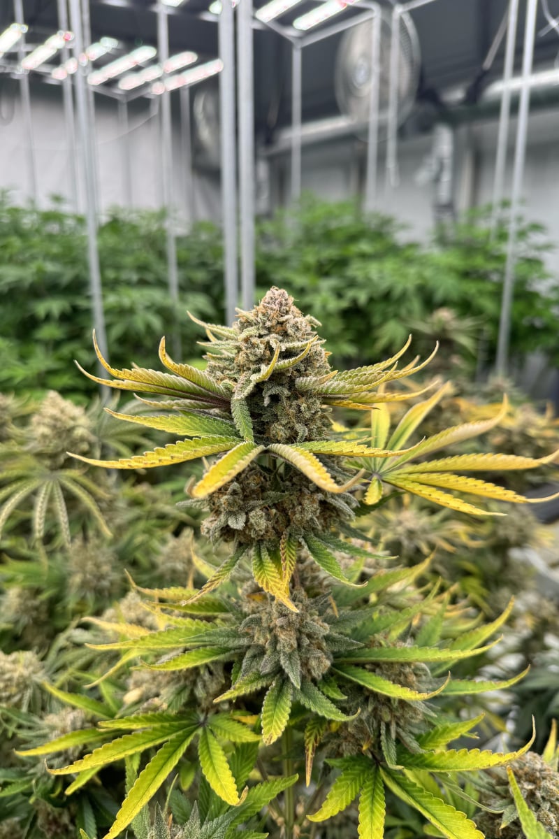 Photo of Cherry Cola Auto RF3