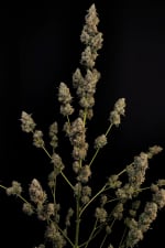 Northern Lights Auto