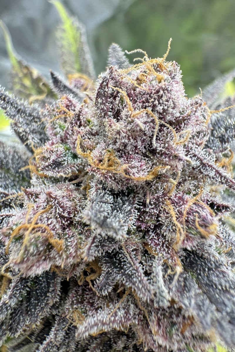 Photo of Cherry Cola Auto RF3