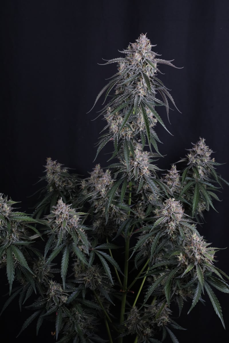 Photo of GMO Auto