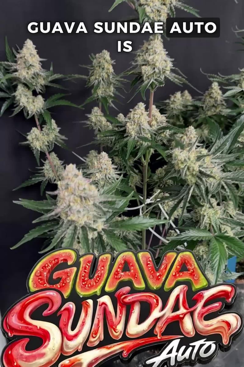 Guava Sundae Auto video