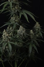 Banana Cherry Cookies Auto