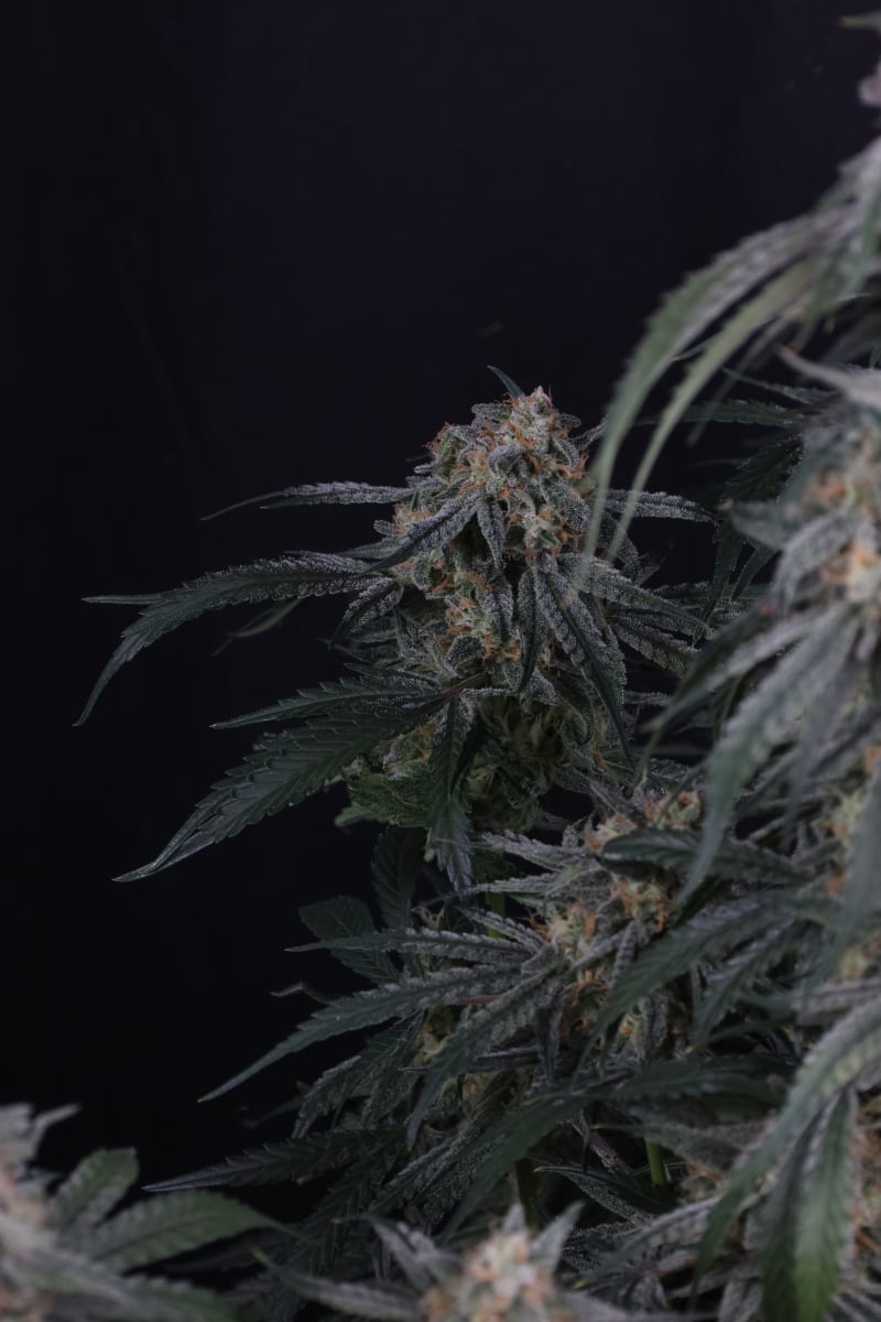 Photo of Garlic Mint Sherbet Auto