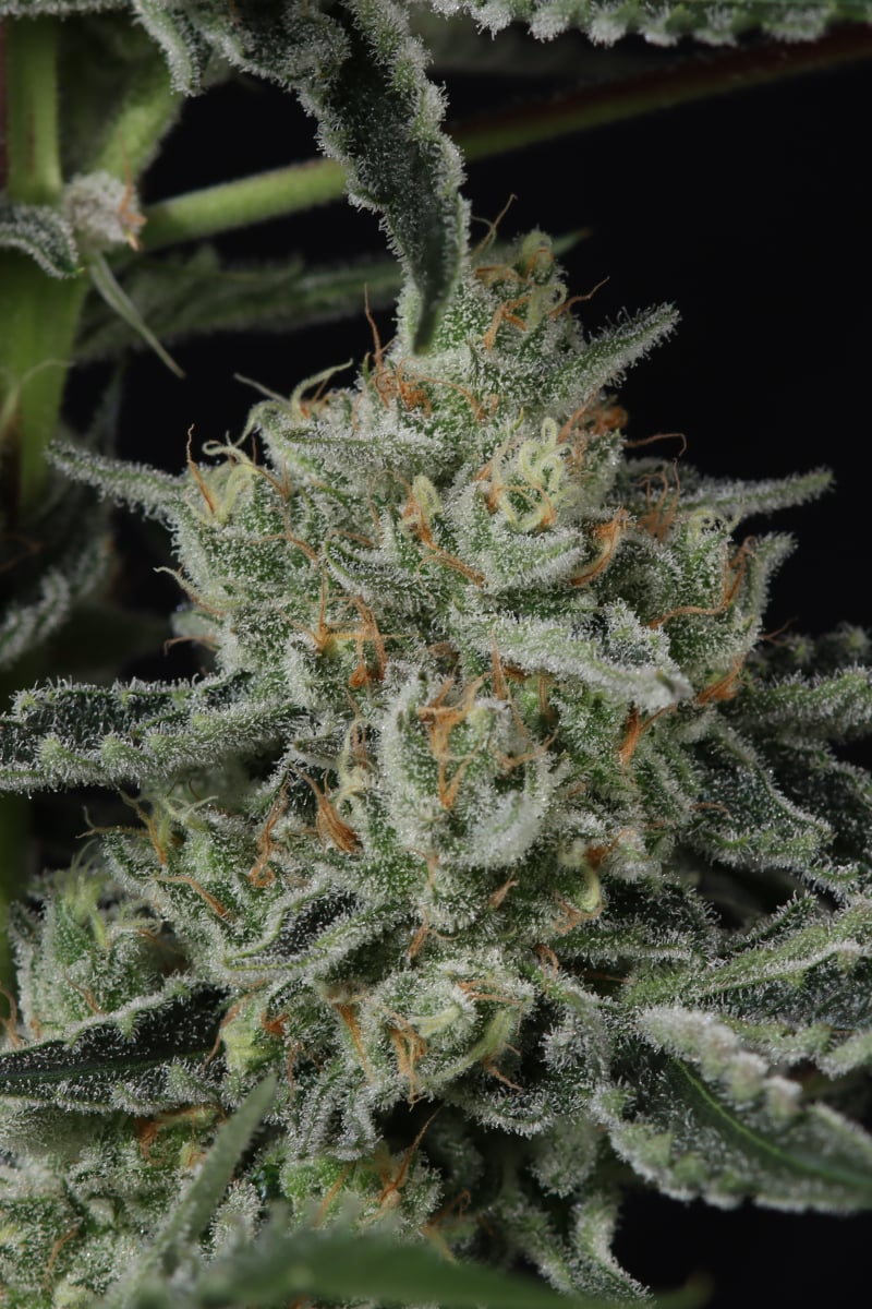 Photo of Banana Guava Auto