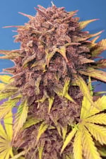 Purple Lemonade Auto