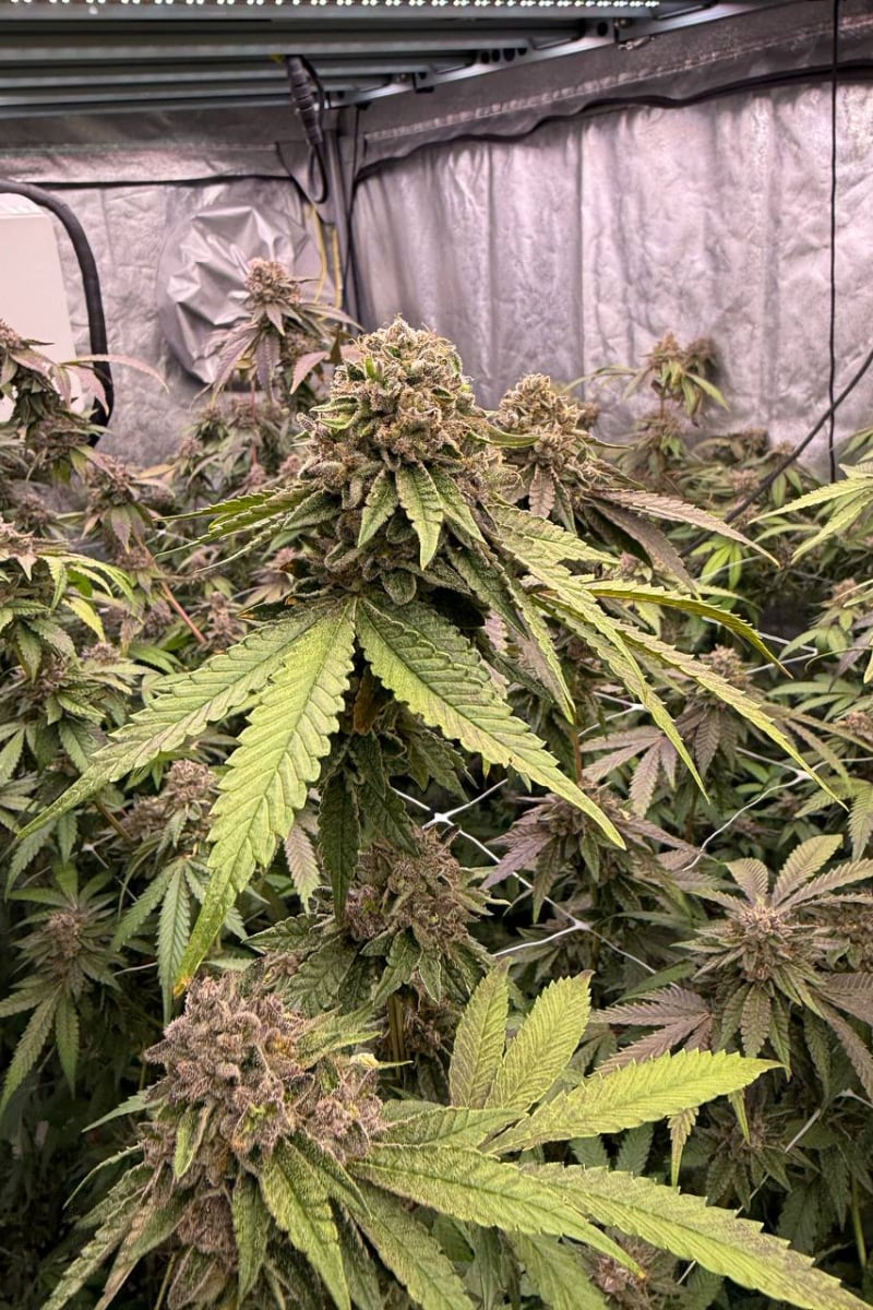 Photo of Biscotti Gelato