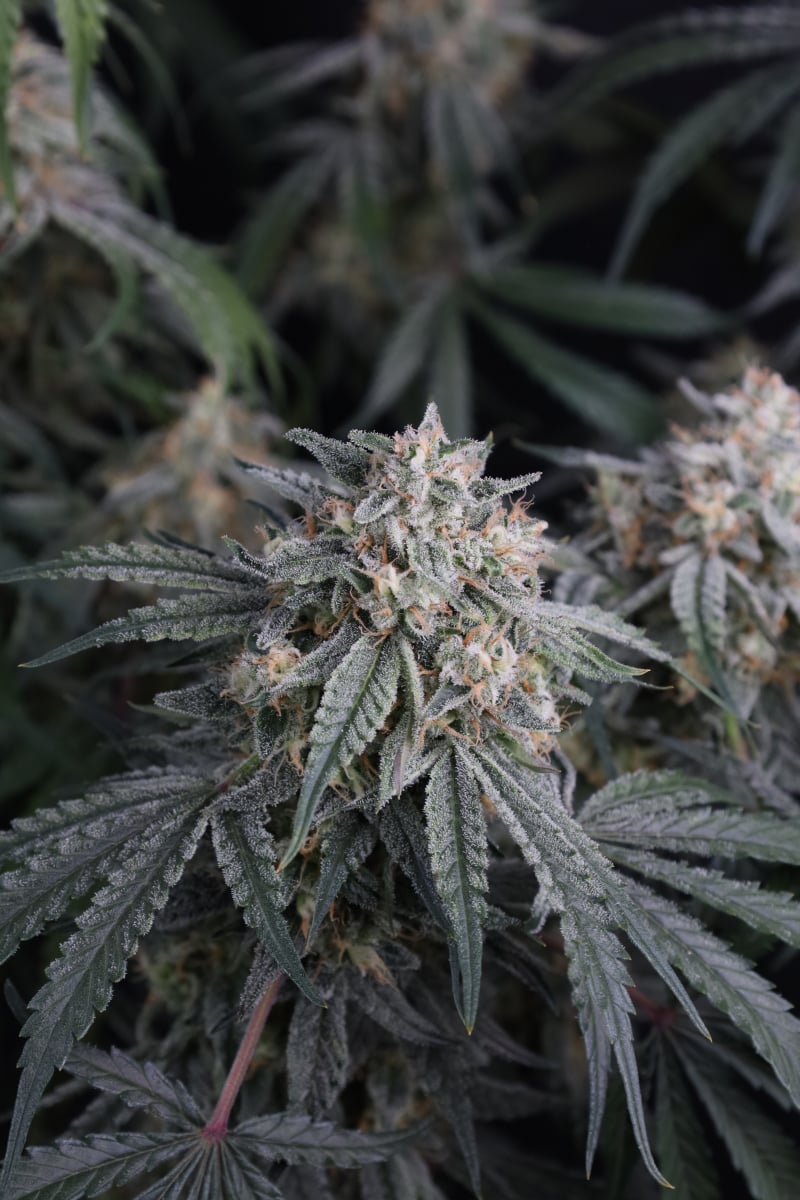 Photo of Garlic Mint Sherbet Auto
