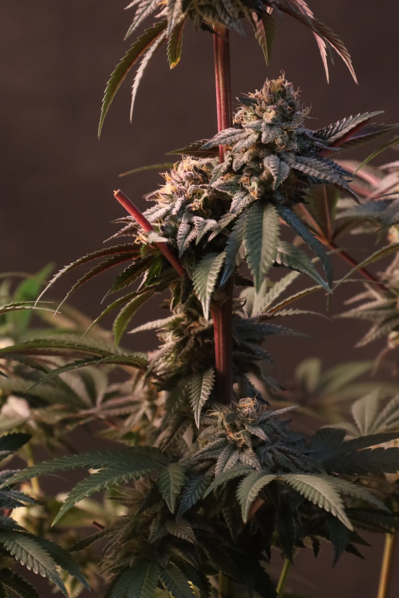 Photo of Lemon Cherry Runtz