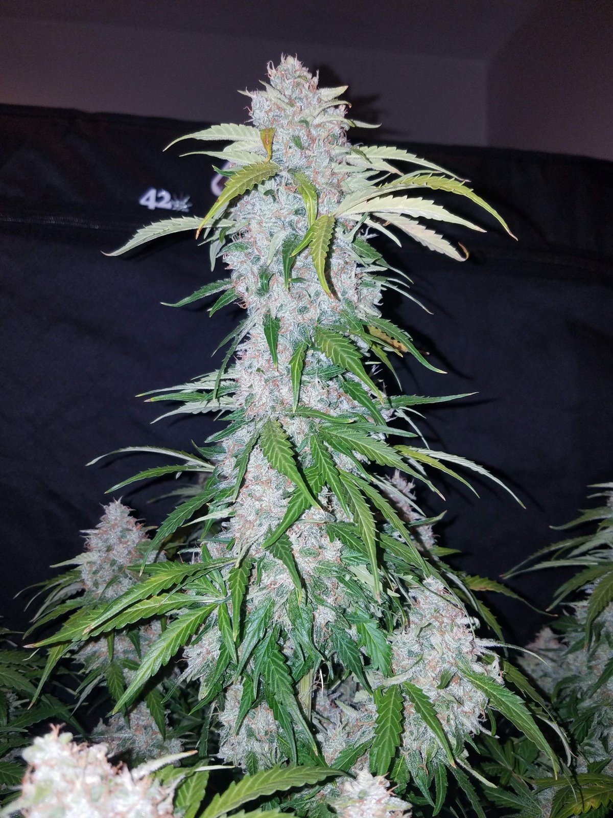 Fast Buds – Six Shooter Auto {AUTOFEM} [5pk], Free Seed With Every Order