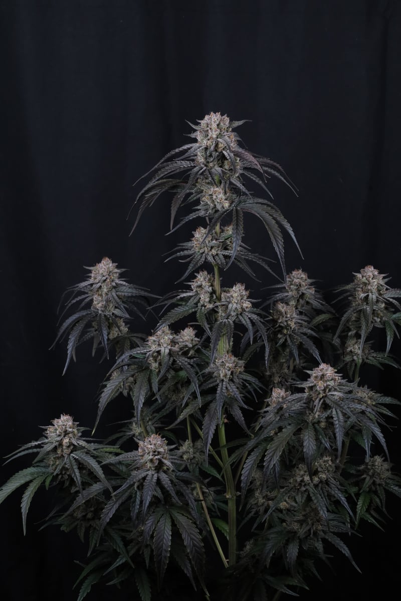 Photo of Mango Frost Auto