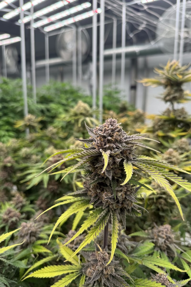 Photo of Cherry Cola Auto RF3