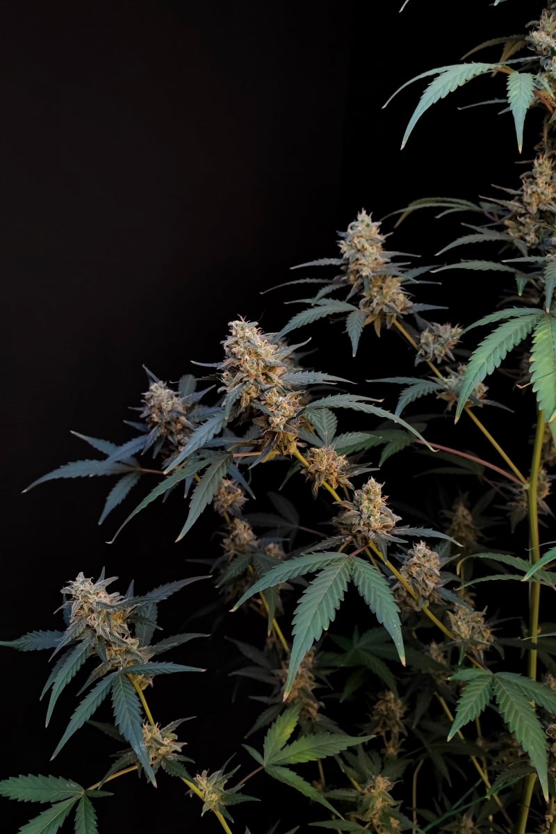 Photo of BubbleGum Auto